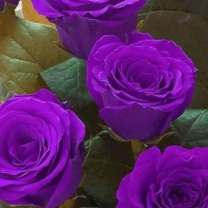 Meet your Posher, Marie